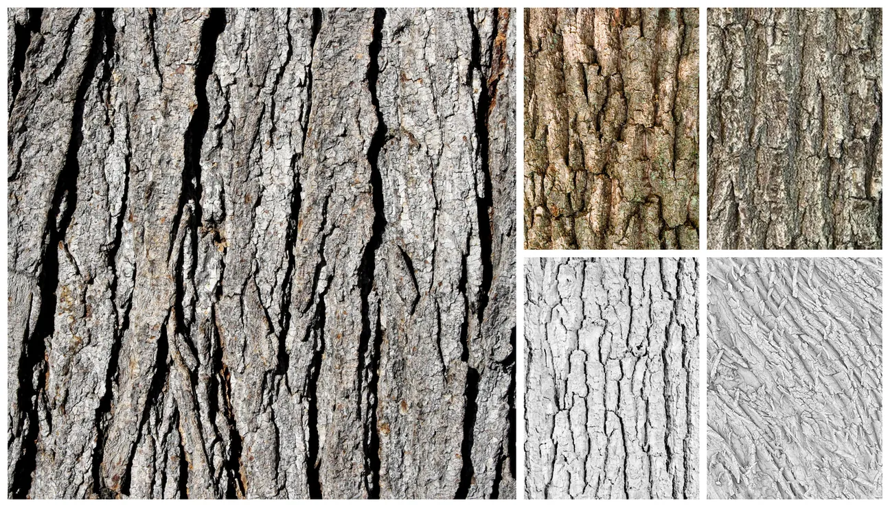 Tree bark references selected for marble sculpture texture sampling